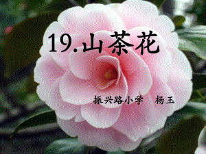 19山茶花1111（2）.pptx