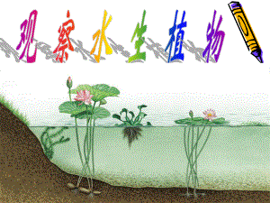 观察水生植物.ppt