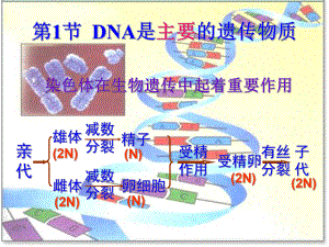 DNA是主要的遗传物质.pptx