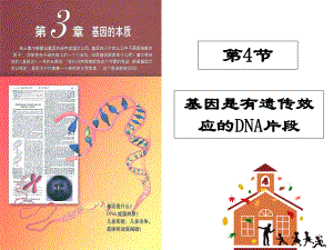 第4节基因是有遗传效应的DNA片段（上课）.ppt