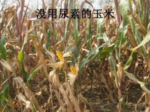 农作物与化肥.ppt