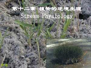 植物生理学植物的逆境生理ppt课件.ppt