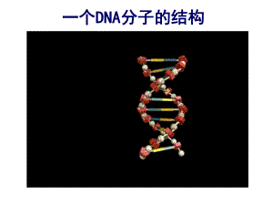 DNA分子的结构详解ppt课件.ppt