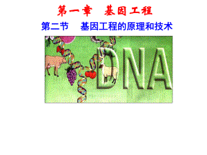 基因工程的基本操作步骤ppt课件.ppt