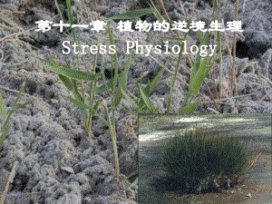 植物生理学-植物逆境生理ppt课件.ppt