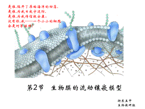 42生物膜的流动镶嵌模型（人教版必修1）.ppt