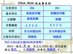生物：41基因指导蛋白质的合成1课件（新人教版必修2）.ppt