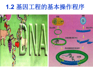 基因工程的基本操作程序-公开课ppt课件.ppt