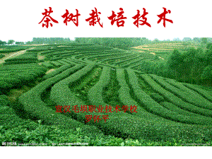 茶树栽培技术.ppt