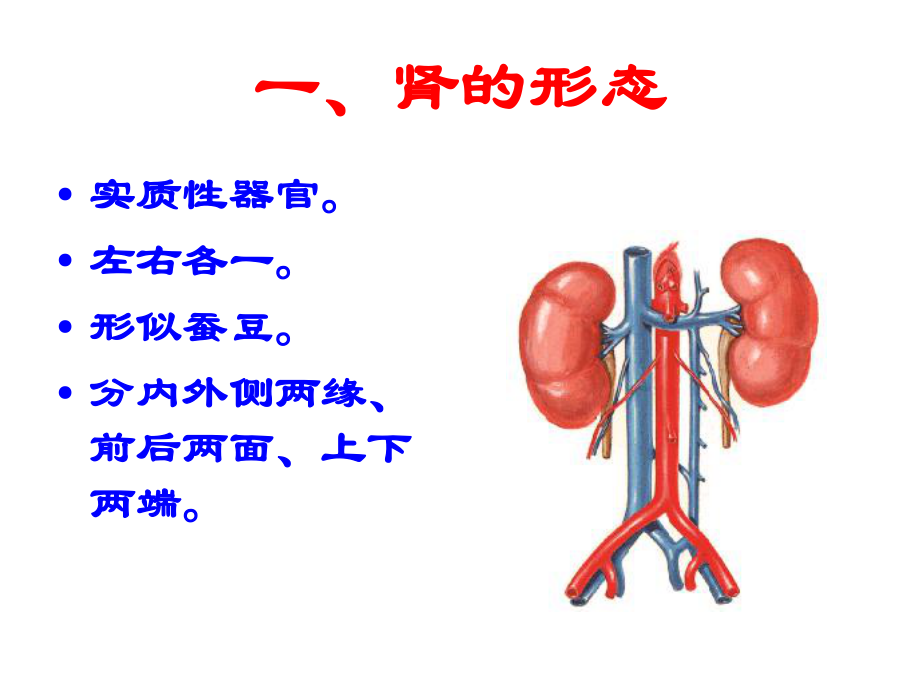 肾脏解剖结构.ppt_第1页