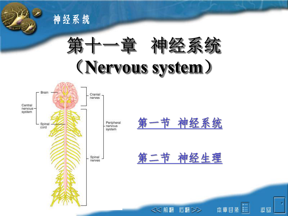 畜禽解剖生理——神经系统ppt课件.ppt_第1页
