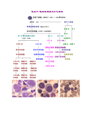 造血干细胞分化图.doc