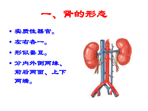 肾脏解剖结构图ppt课件.ppt