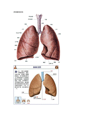 肺部的解剖结构.docx