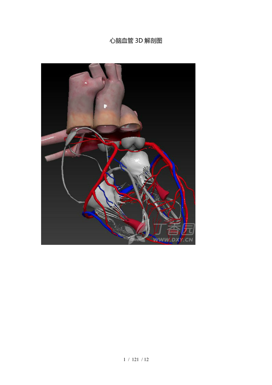 心脑血管D解剖图.docx_第1页