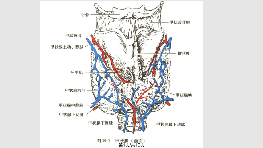 甲状腺的解剖和组织学结构.pptx_第1页