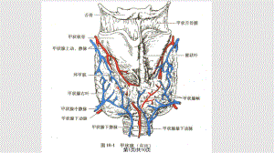 甲状腺的解剖和组织学结构.pptx
