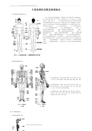 人体各部位名称及体表标志(12页).doc