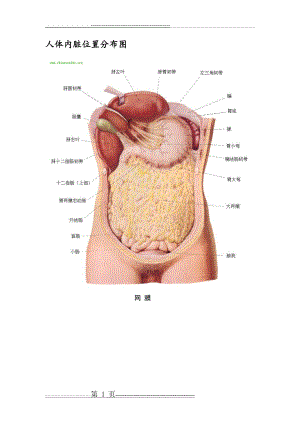 人体内脏器官分布图(14页).doc