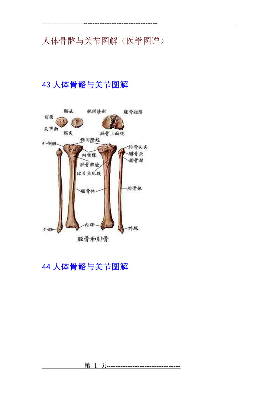 人体骨骼与关节图解(25页).doc_第1页