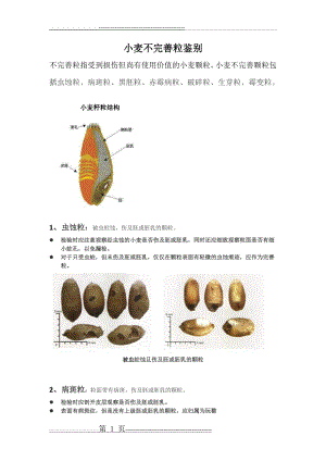 小麦不完善粒鉴别(5页).doc